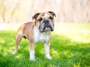 We Bred English Bulldogs So Extreme They Can’t Mate Naturally