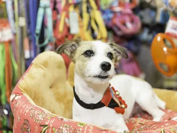 How to Find Used Dog Supplies: 6 Vet-Approved Options