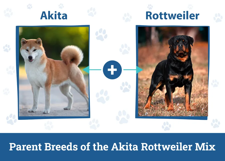 Parent Breeds of the Akita Rottweiler Mix