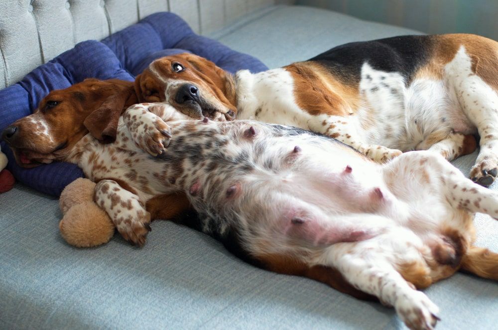 Pregnant,Basset