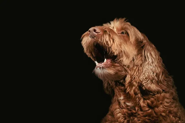 Why Is My Dog Excessively Barking? 5 Common Reasons & How to Stop It