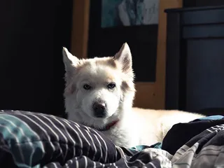 Samusky (Samoyed Husky Mix): Info, Pictures, Care & More