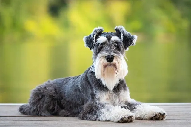 13 Easiest to Train Dog Breeds (With Info & Pictures)