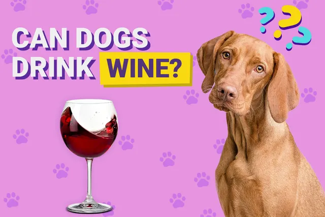 Can Dogs Drink Wine? Vet-Verified Risks & FAQ