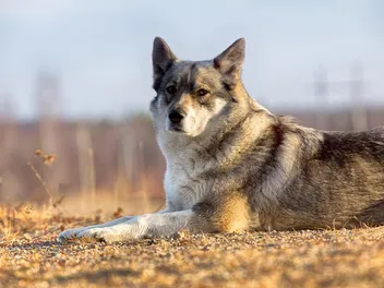 East Siberian Laika Dog Breed: Info, Pictures, Care & More
