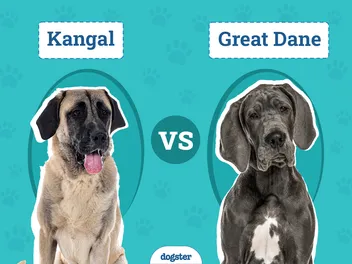 Kangal vs Great Dane: The Main Differences (With Pictures)