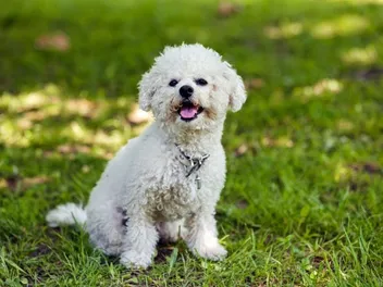 Do Bichon Frises Bark a Lot? How Much & How to Stop It (Vet-Reviewed)