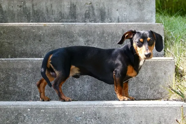 15 Dachshund Colors & Patterns (With Pictures)