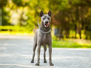Thai Ridgeback Dog Breed: Info, Pictures, Origin & Care Guides
