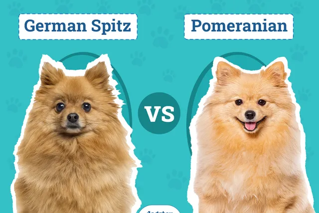 German Spitz vs Pomeranian: Differences Explained (With Pictures)