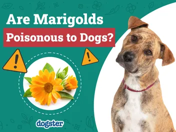 Are Marigolds Poisonous to Dogs? Vet-Approved Health Facts