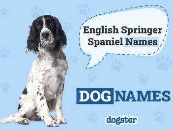 215 Popular and Unique English Springer Spaniel Names