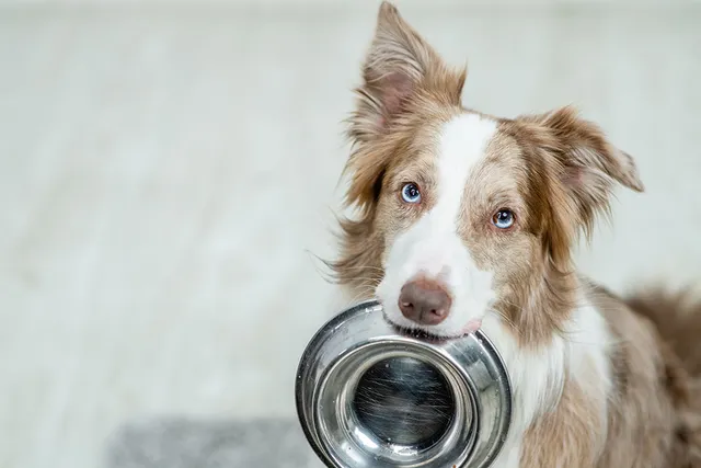 How to Stop a Dog From Begging for Food: 7 Vet-Approved Tips That Work