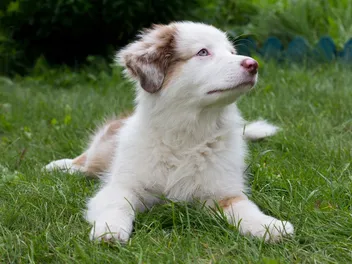 White Australian Shepherd: Info, Pictures, Origin & History