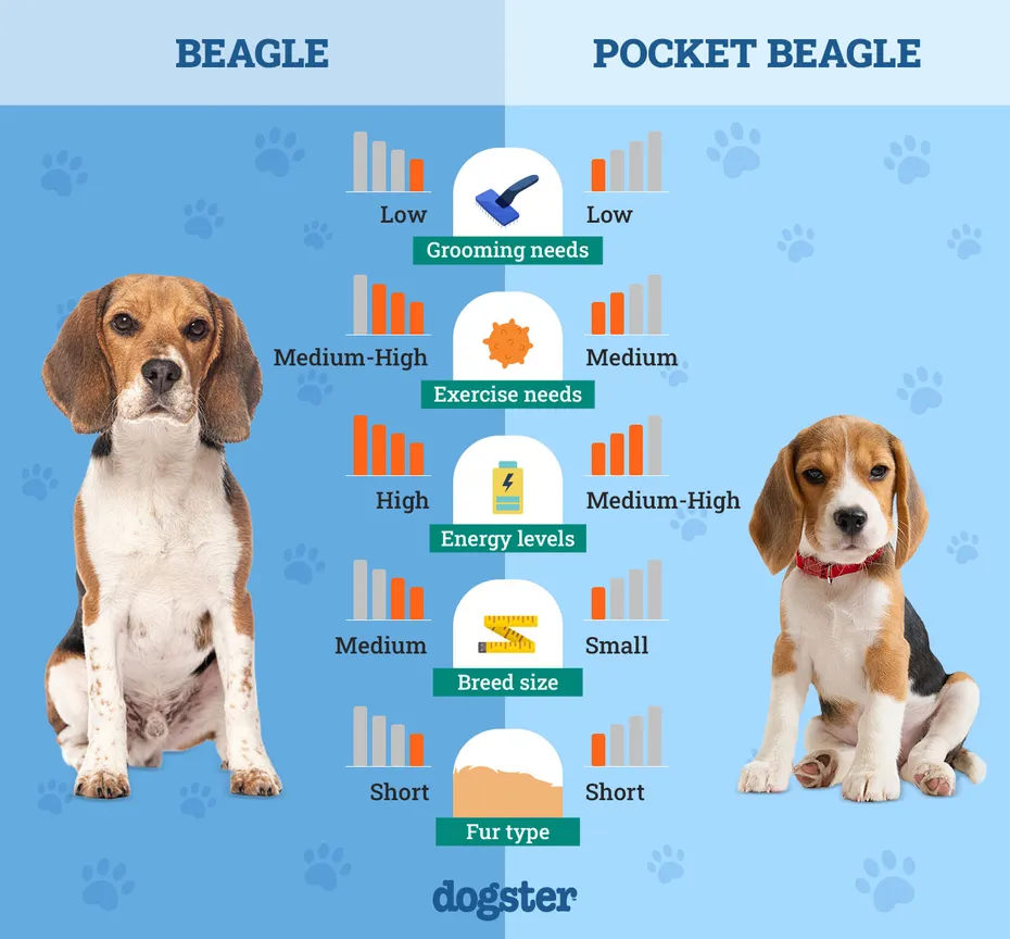 Dogster_Side by Side Comparison_ Beagle vs Pocket Beagle