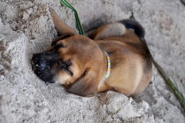 Jelly as a puppy sleeping in the sand