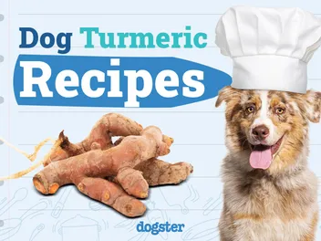 4 Turmeric Recipes for Dogs - Quick, Safe & Healthy (Vet Approved)