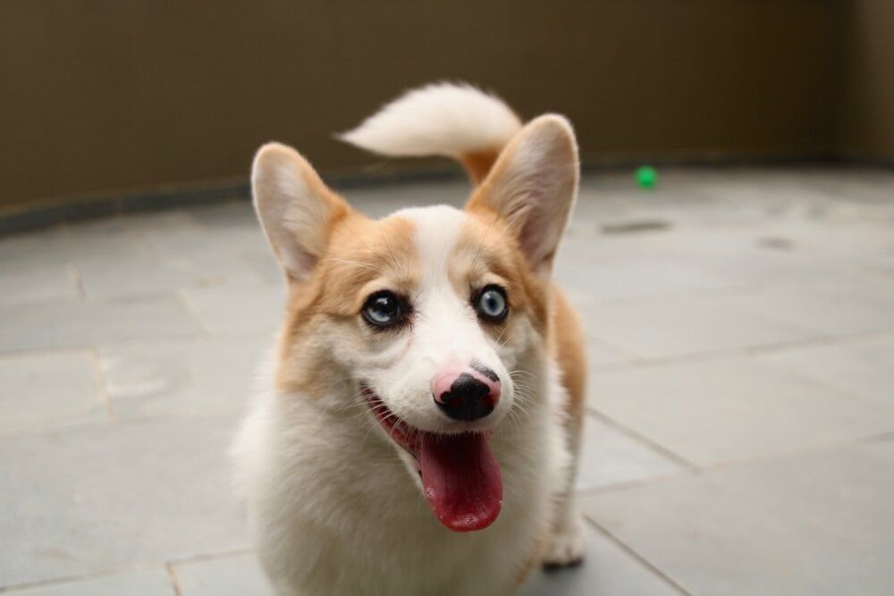 american corgi