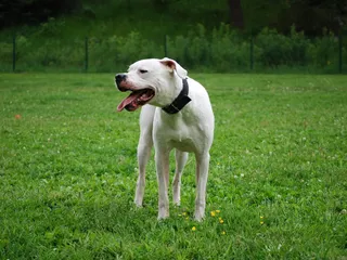 8 Dogo Argentino Facts: Learn About This Interesting Breed (Vet-Verified)