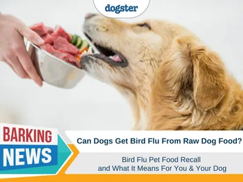 Bird Flu Pet Food Recall - What Does It Mean For You & Your Dog?