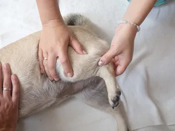 Can a Dog Walk on a Torn ACL? Vet-Approved Advice