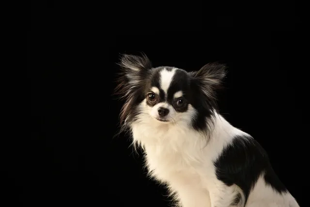 12 Japanese Chin Mixes (With Pictures)