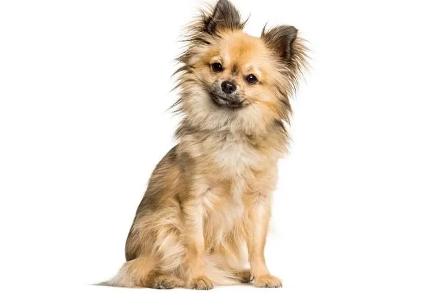 Chi-Chi (Chinese Crested & Chihuahua Mix): Info, Pictures & Care