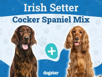 Irish Setter Cocker Spaniel Mix: Info, Pictures, Care Guide & More