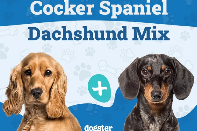 Spaniel-Doxie (Cocker Spaniel & Dachshund Mix): Info, Pictures, Care & More