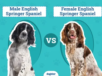 Male vs Female English Springer Spaniel: The Differences (With Pictures)