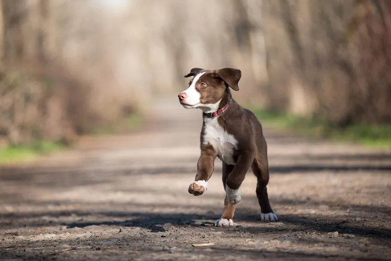 border collie lab puppy