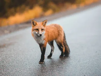 Do Foxes Attack and Eat Dogs? How to Avoid Danger in Your Backyard