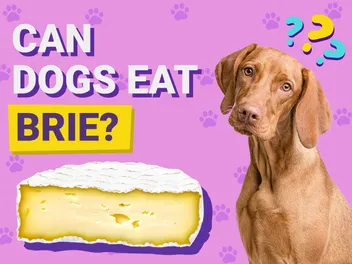 Can Dogs Eat Brie? Vet-Reviewed Facts & FAQ