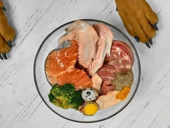 Why Many Veterinarians Do Not Recommend a Raw Diet for Your Dog: Our Vet Explains