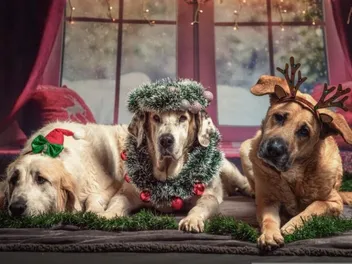10 DIY Dog Christmas Card Ideas You Can Make Today (With Pictures)