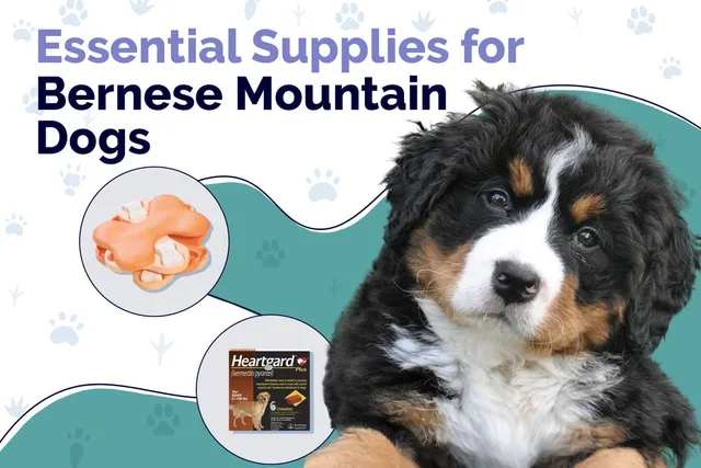 14 Essential Bernese Mountain Dog Supplies: 2026 Vet-Reviewed Guide