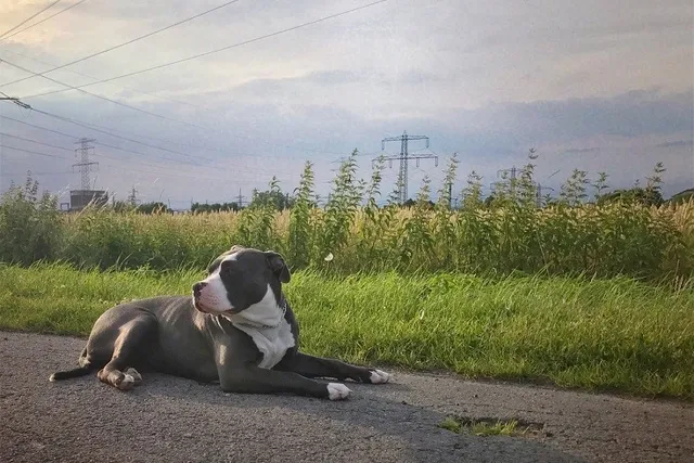 What Were Pit Bulls Bred For? History & FAQ