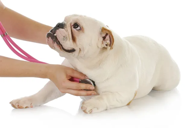 Heart Disease in Dogs: Signs, Causes & Treatments (Vet Answer)