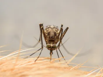 How to Treat Mosquito Bites on Dogs: 5 Vet-Approved Options