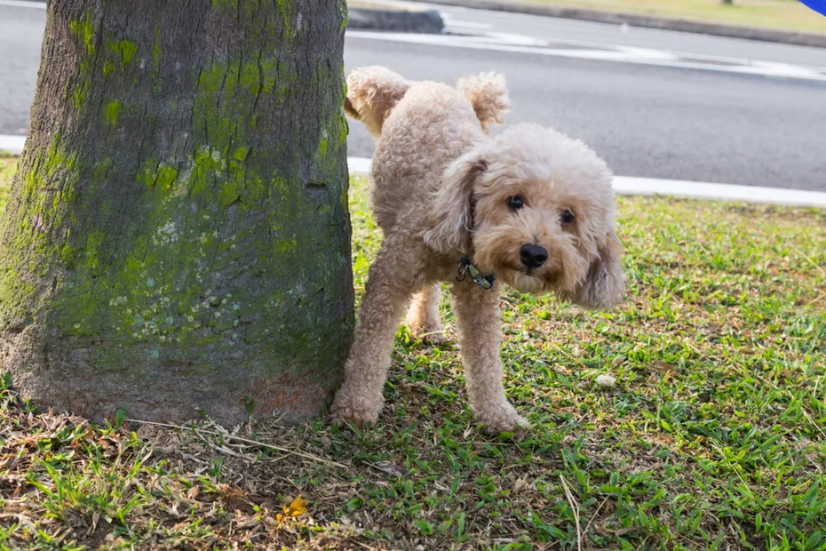 Mini Poodle peeing on tree