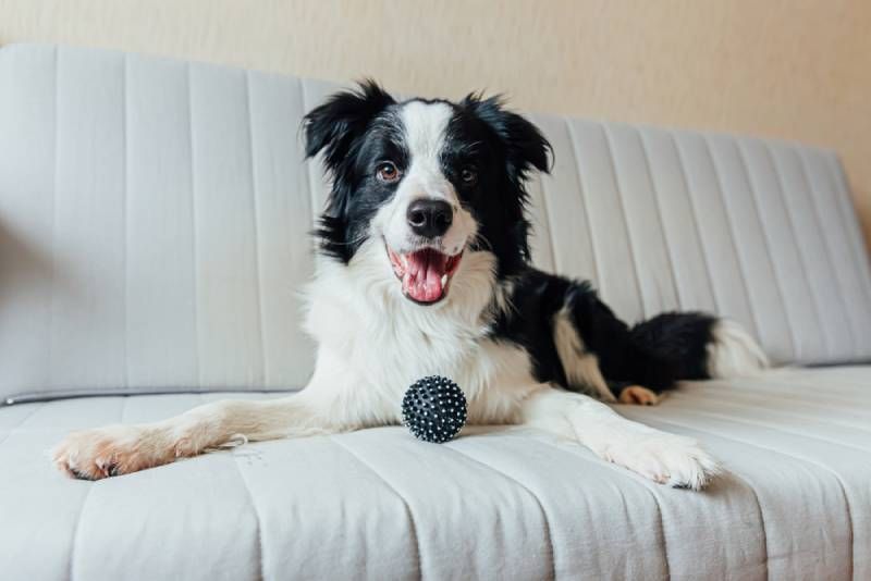 smooth collie dogs collie price