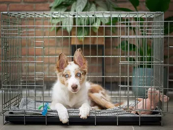 Why Does My Dog Poop in His Crate? 10 Vet-Verified Reasons & Solutions