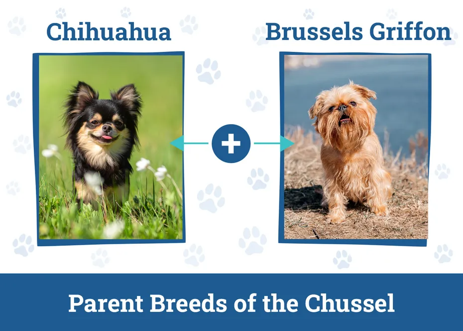 Parent Breeds of the Chussel