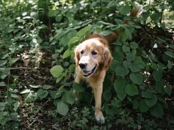 Dog Trancing: What Is It & Why Does It Happen? Vet-Approved Facts