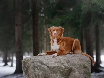Top 10 Duck Hunting Dog Breeds (With Info & Pictures)