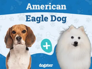American Eagle Dog (American Eskimo Beagle Mix) - Info, Pictures & Care
