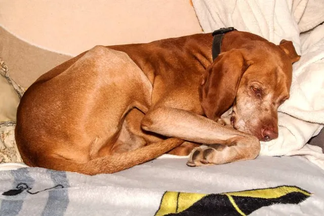 Are Vizslas Prone to Allergies? Vet-Verified Signs & Treatment