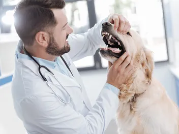 Can Dogs Get Braces? Needs & When to Get Them