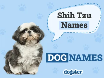 275 Popular & Unique Shih Tzu Names