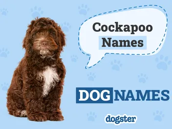 220 Popular and Unique Cockapoo Names: Ideas for Affectionate and Fluffy Dogs